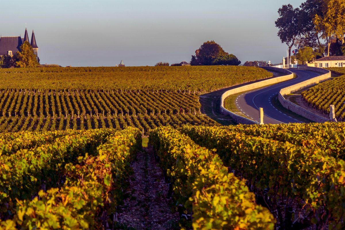 Les Vignobles de Bordeaux : Tradition et Innovation